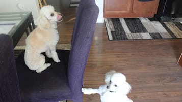 Pet-friendly