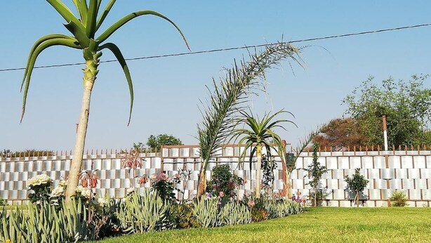 A garden with various plants, including a prominent aloe vera tree, a palm tree, and a decorative fence.