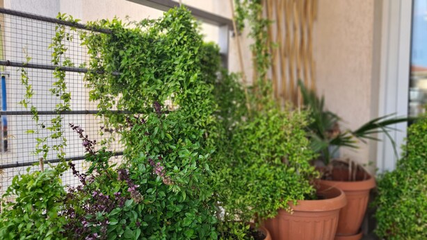 A wall with a climbing plant and a metal fence. - STAY Serenity Apartment (Engomi)