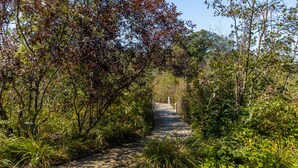 Un sendero pavimentado atraviesa una zona boscosa con follaje denso a ambos lados.