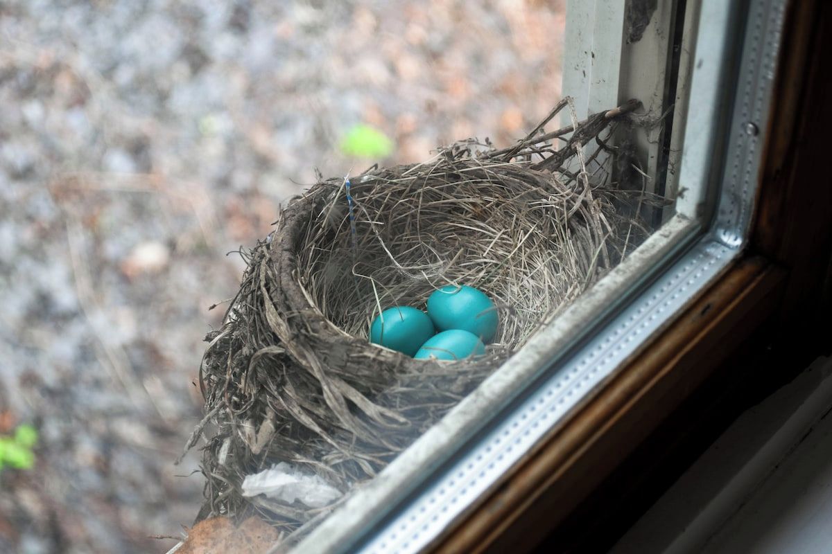 Un nid d’oiseau contenant trois œufs, posé sur le rebord d’une fenêtre.