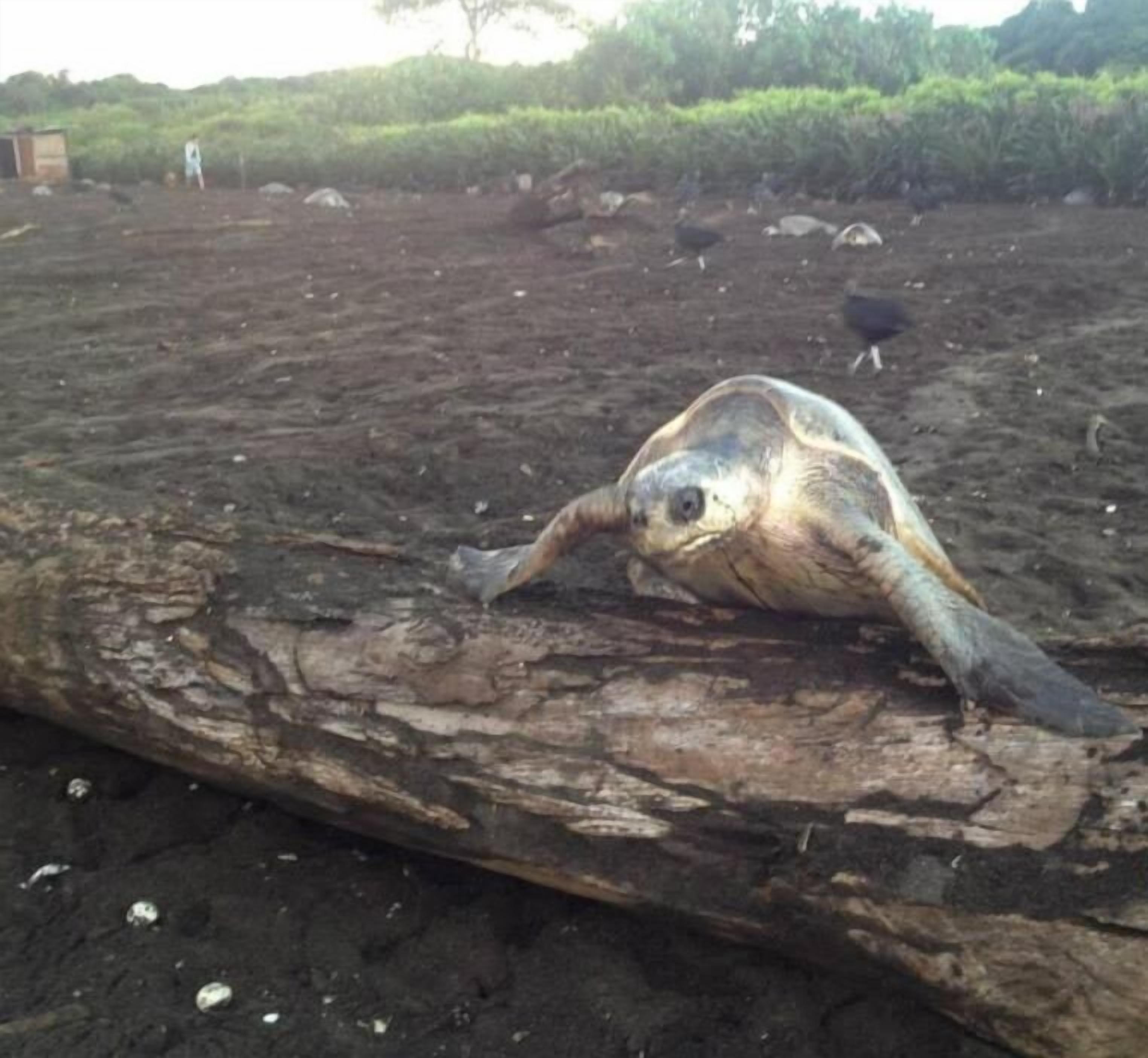 Een schildpad ligt op een boomstam in een natuurlijke omgeving, met bomen en struiken op de achtergrond.