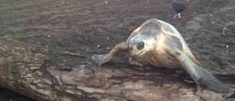 Een schildpad ligt op een boomstam in een natuurlijke omgeving, met bomen en struiken op de achtergrond.
