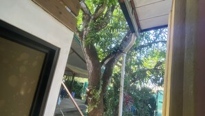 A covered outdoor area with a tree, steps leading to a door, and a view of a garden. - Cabinas Arribadas  (Cuajiniquil)