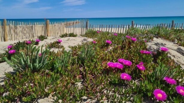 A beach with a wooden fence, sandy area, and pink flowers.
