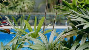 Une piscine entourée d’une végétation luxuriante et un bâtiment en arrière-plan.