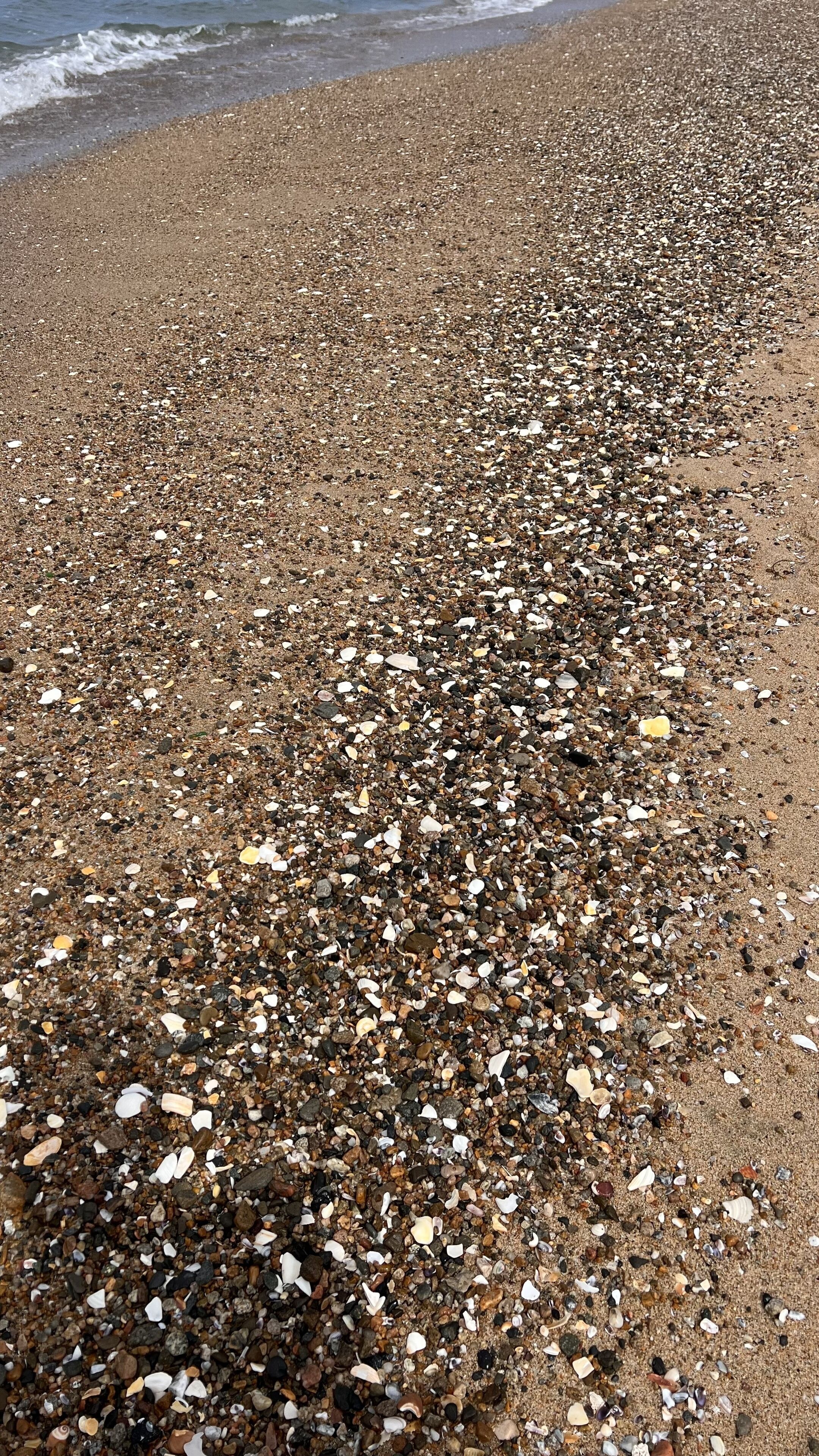A beach with pebbles and shells scattered across the sand.