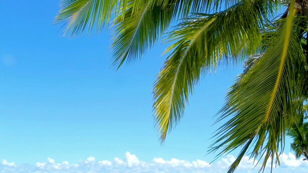 Een strand met helder turquoise water en wit zand, palmbomen en een strakblauwe lucht.