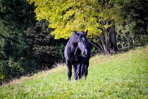 Un caballo de pie en un campo cubierto de hierba, con árboles al fondo.