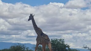 Miscellaneous - Amboseli Amanya Lodge (Amboseli Namelok)