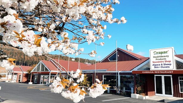 A commercial building with a sign for Drapac HealthBeauty Products, a souvenir shop, and a restaurant named Kawaha. - AWA Hotel (Rotorua)