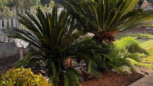 Een tuin met verschillende planten, waaronder een opvallende palmboom en een kleinere struik.