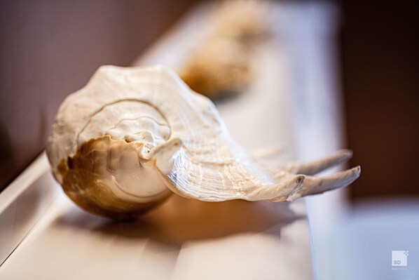 A close-up of a snail shell on a white surface.