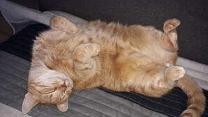 En kat ligger på en sofa.