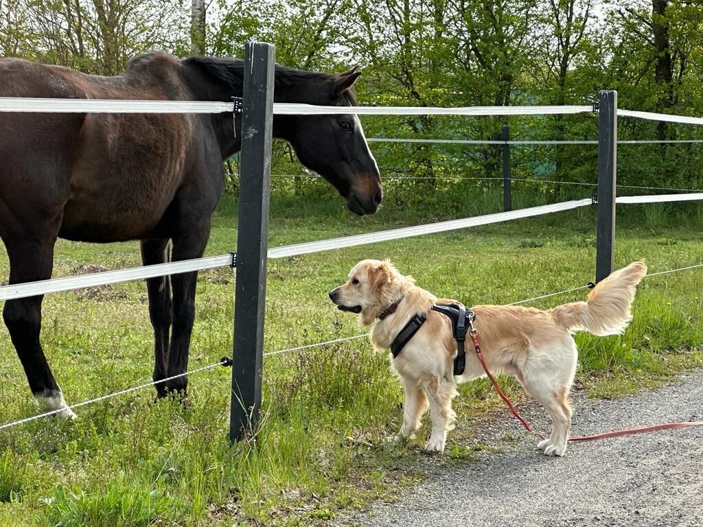 A dog on a leash near a fence with a horse behind it.