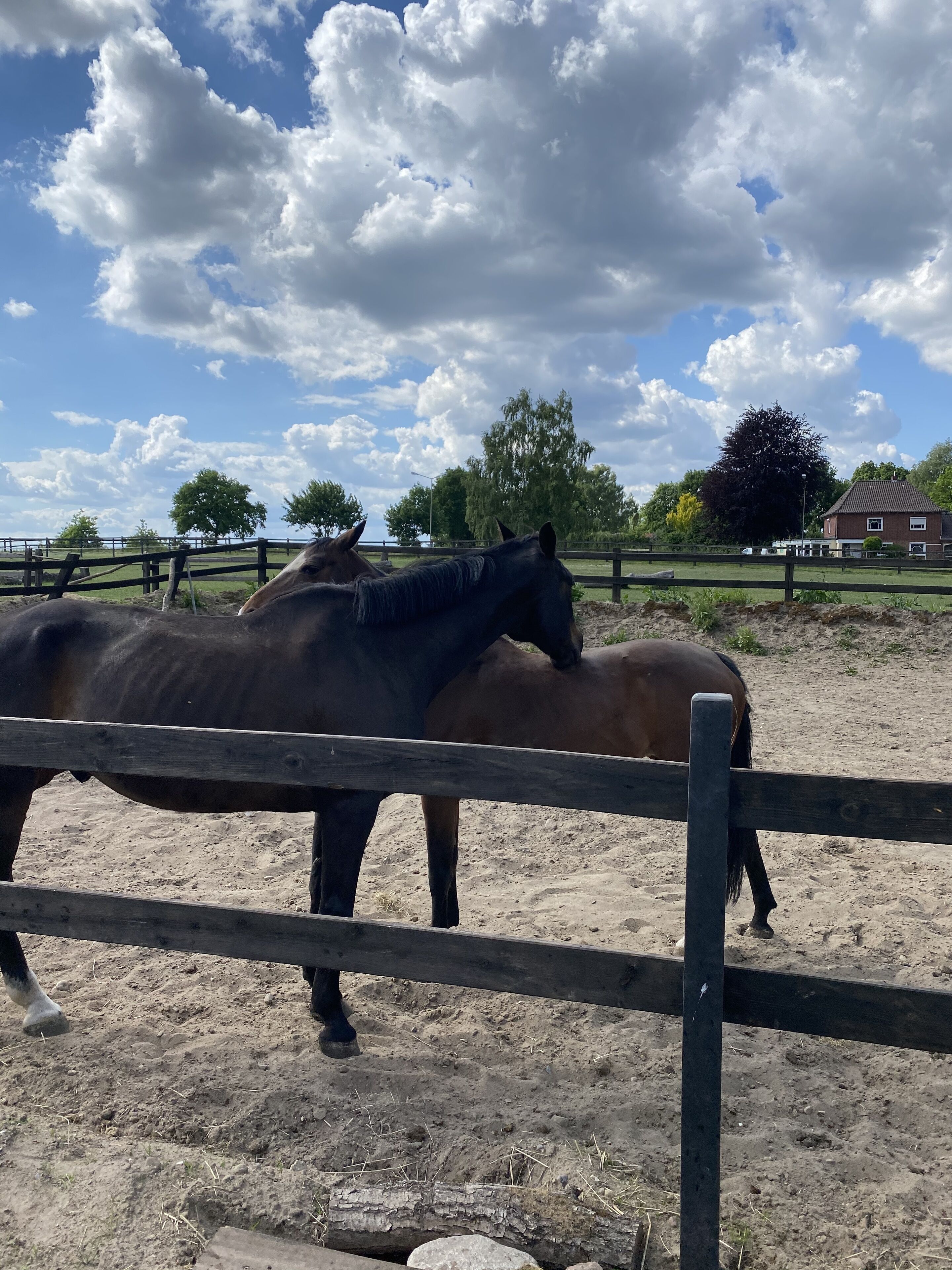 A stable with two horses and a wooden fence.