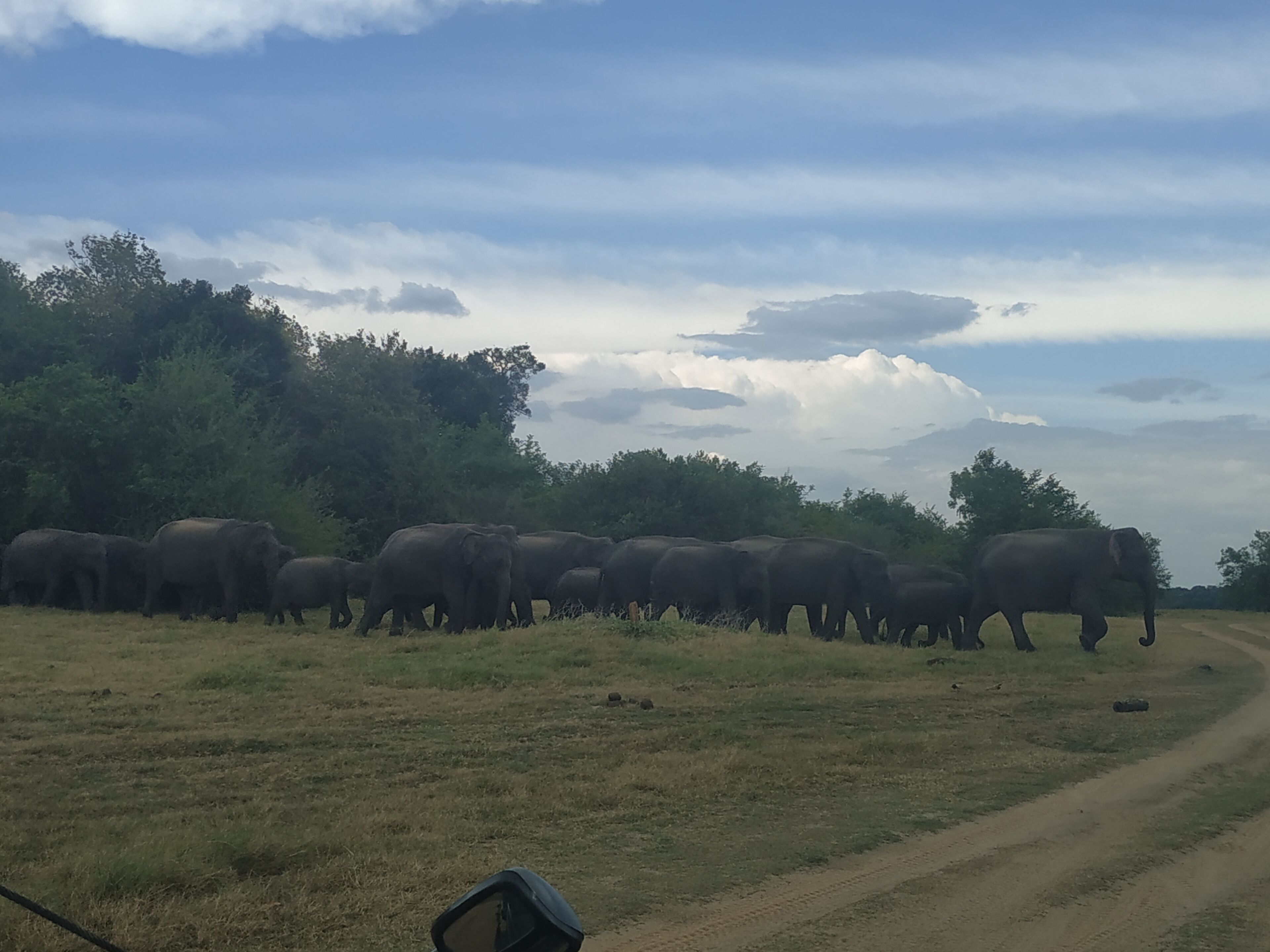 Un groupe d’éléphants marchant le long d’un chemin de terre dans une zone herbeuse, avec des arbres en arrière-plan.