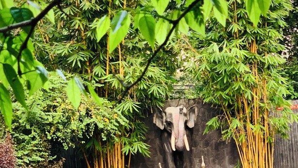 Una piscina con una parete in pietra e piante di bambù.