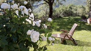 Un jardin avec des rosiers blancs, un banc en bois et une vue sur une chaîne de montagnes.