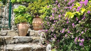 A stone staircase with potted plants and flowering shrubs. - Villa with sea view Sestri Levante (Sestri Levante)