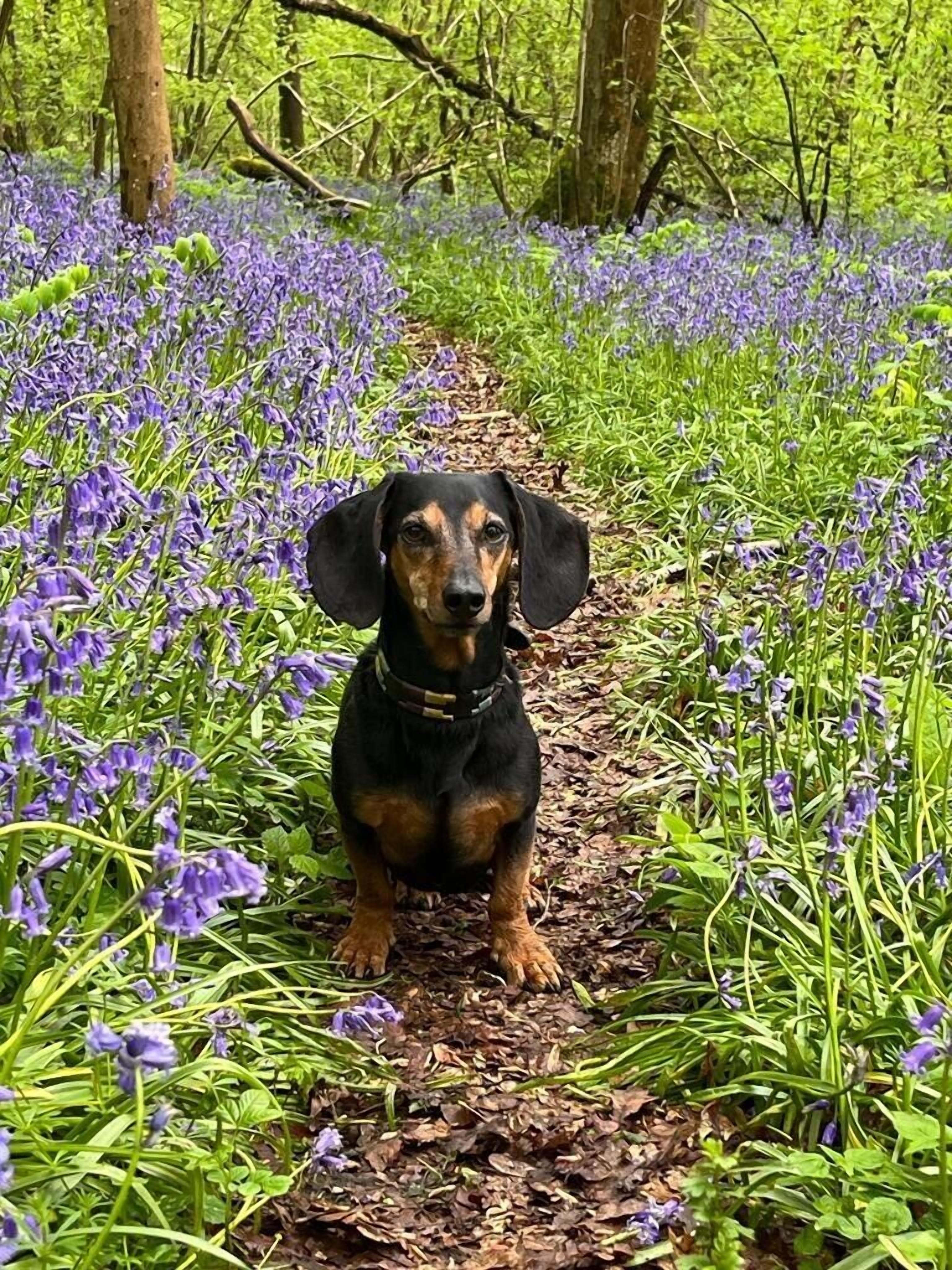 Un teckel assis sur un chemin, entouré de fleurs violettes.