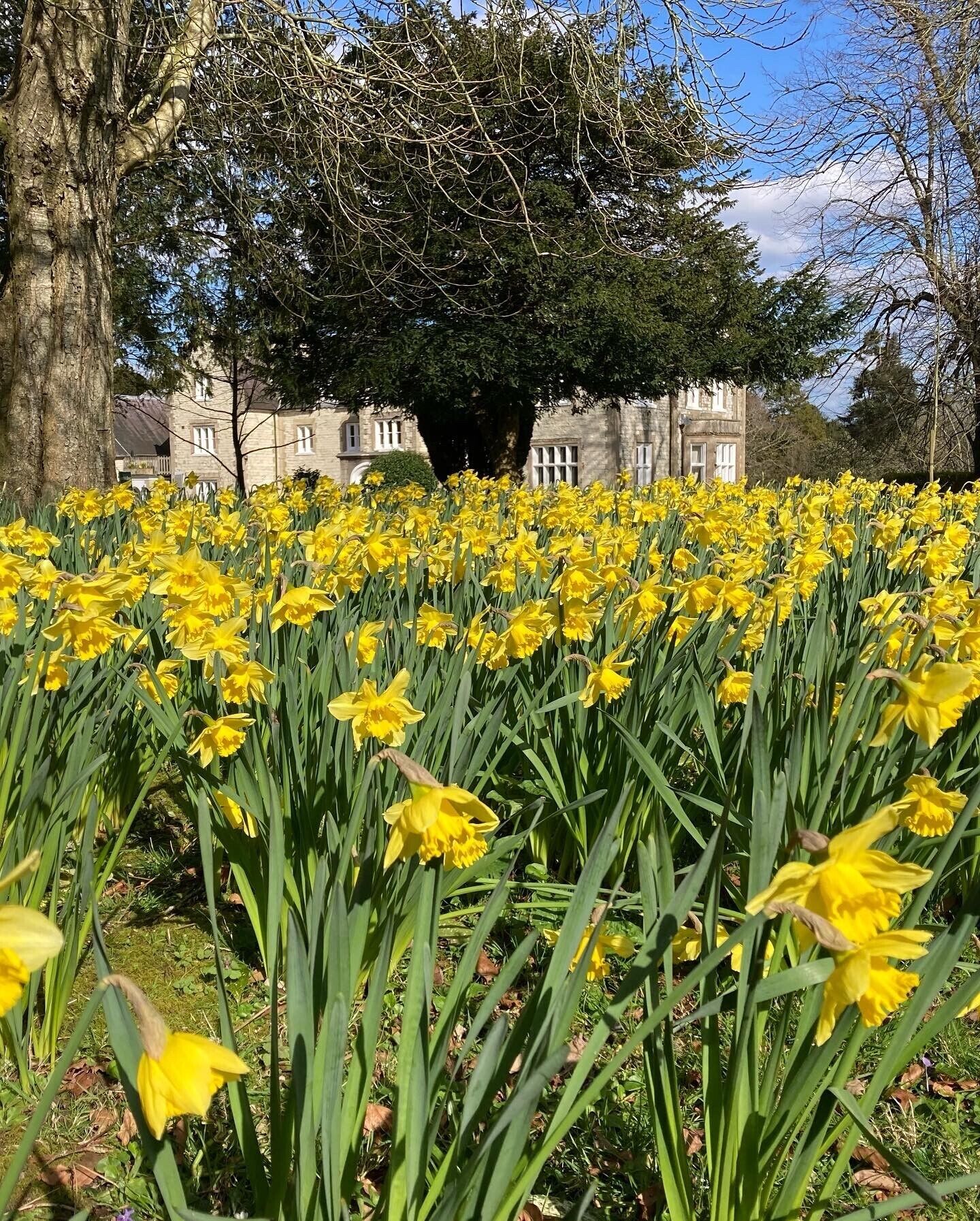 Un campo di narcisi gialli di fronte a un edificio in pietra con finestre e un grande albero.