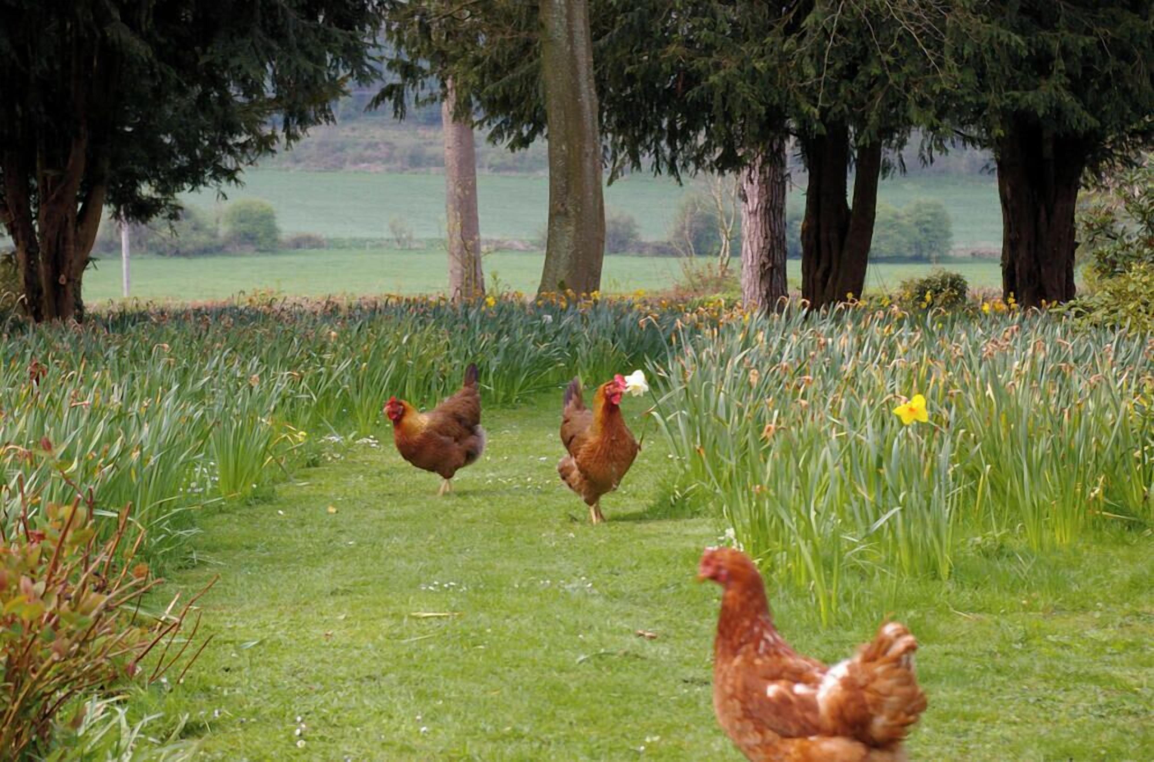 Un champ herbeux avec des arbres et des poulets.