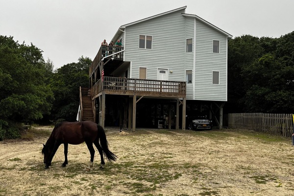You may even see wild horses!