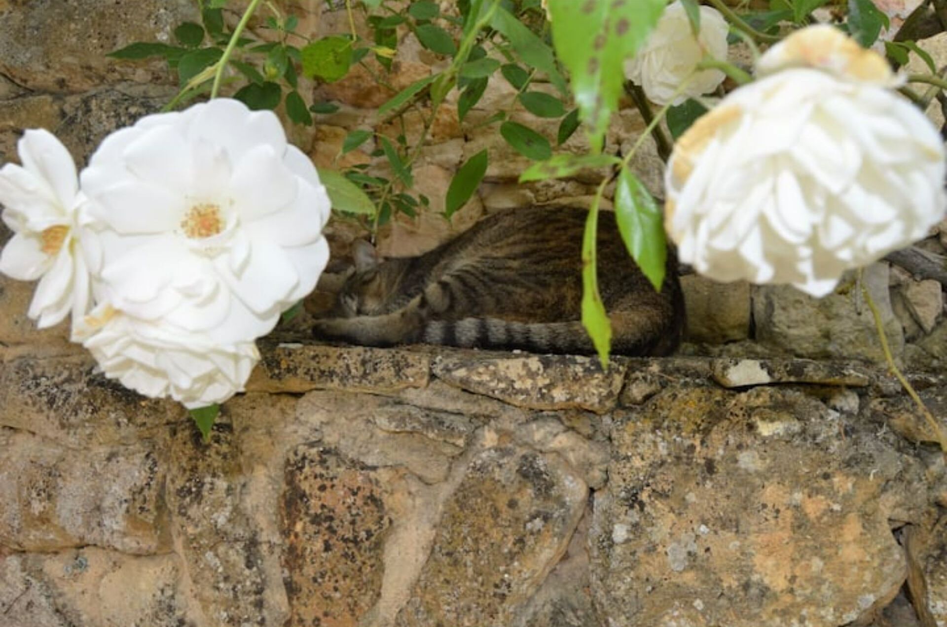 A stone wall with white flowers and a cat resting on it.