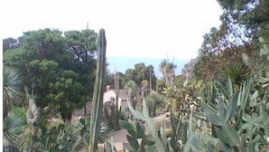 Un jardín con diversos cactus y palmeras, un sendero y un edificio al fondo.