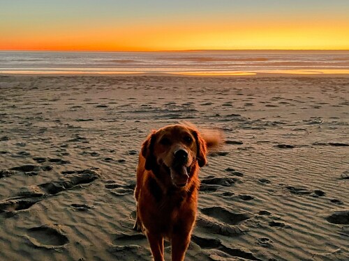 Ocean Views, Sounds & Sunsets, 0.3 walk to Beach - 6beds, sleeps 9, dog friendly