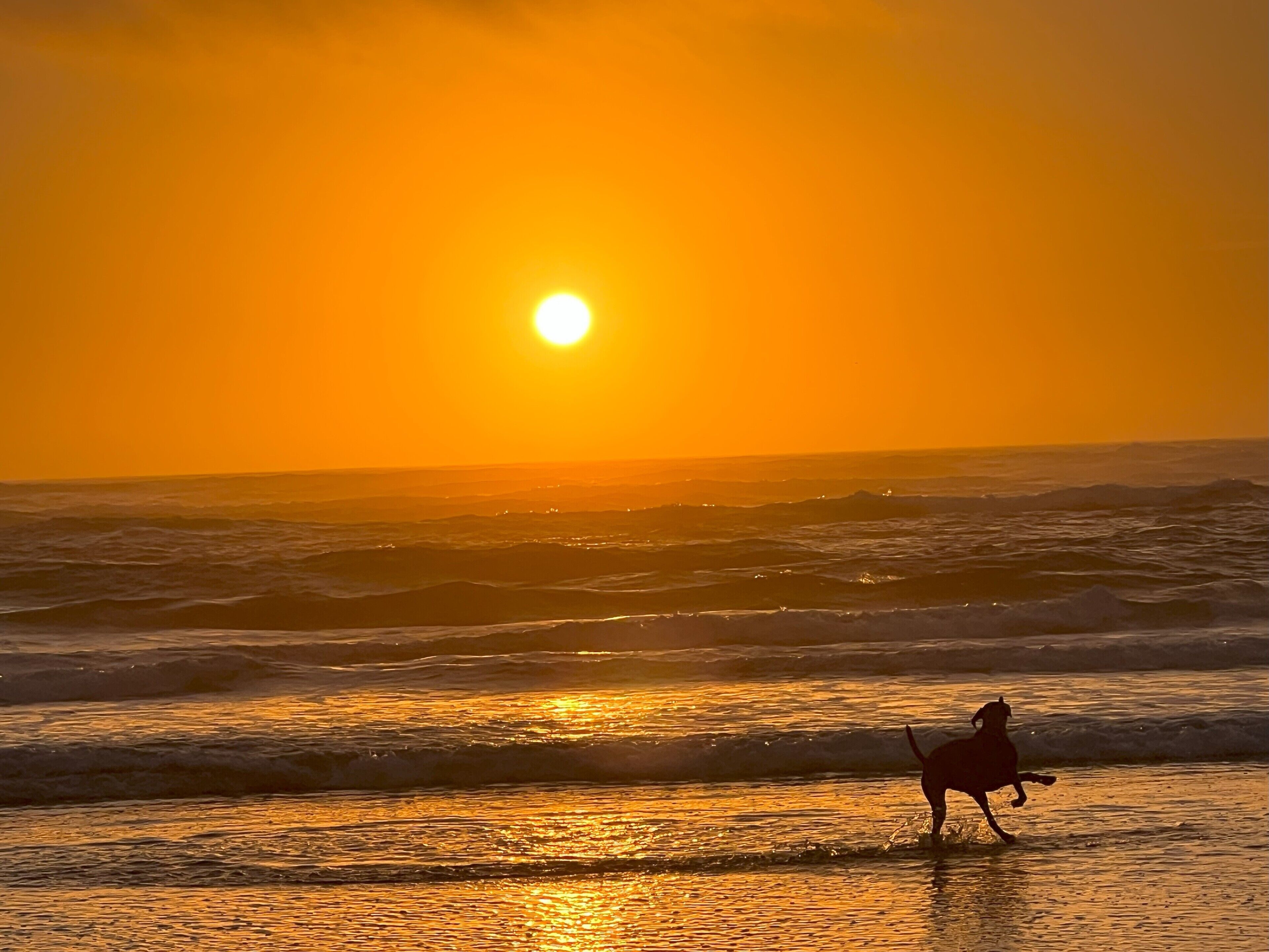 A sunset over the ocean with a silhouette of a horse.