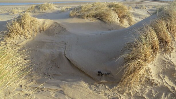 A sandy beach with dunes and sparse vegetation. - Vacation apartment Odde (Nebel)
