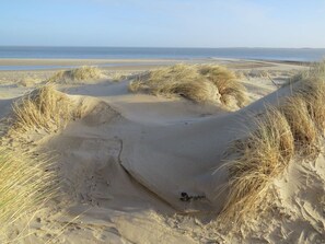 En sandstrand med sanddyner och gles vegetation.