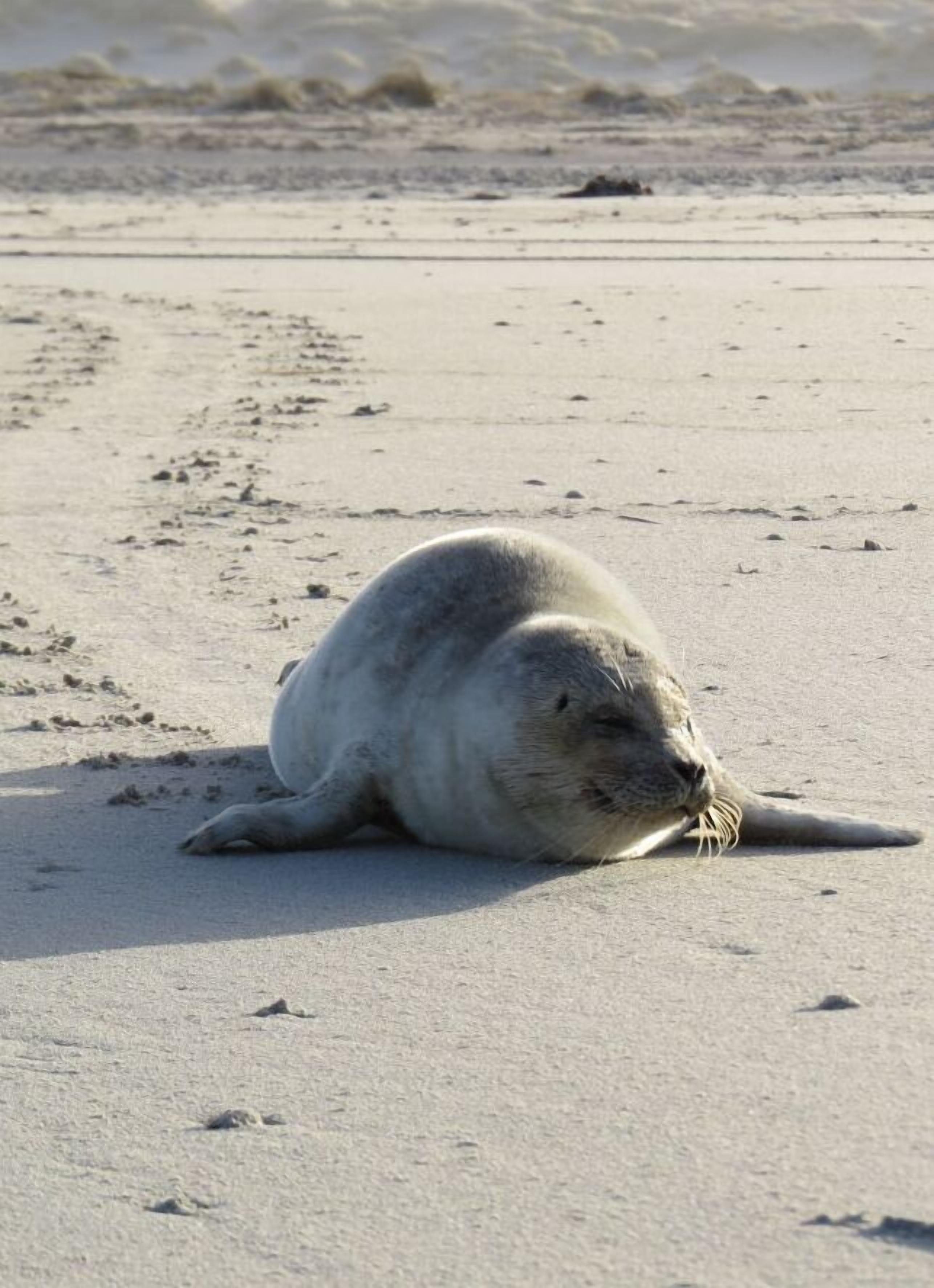 En sæl hviler på en sandstrand.