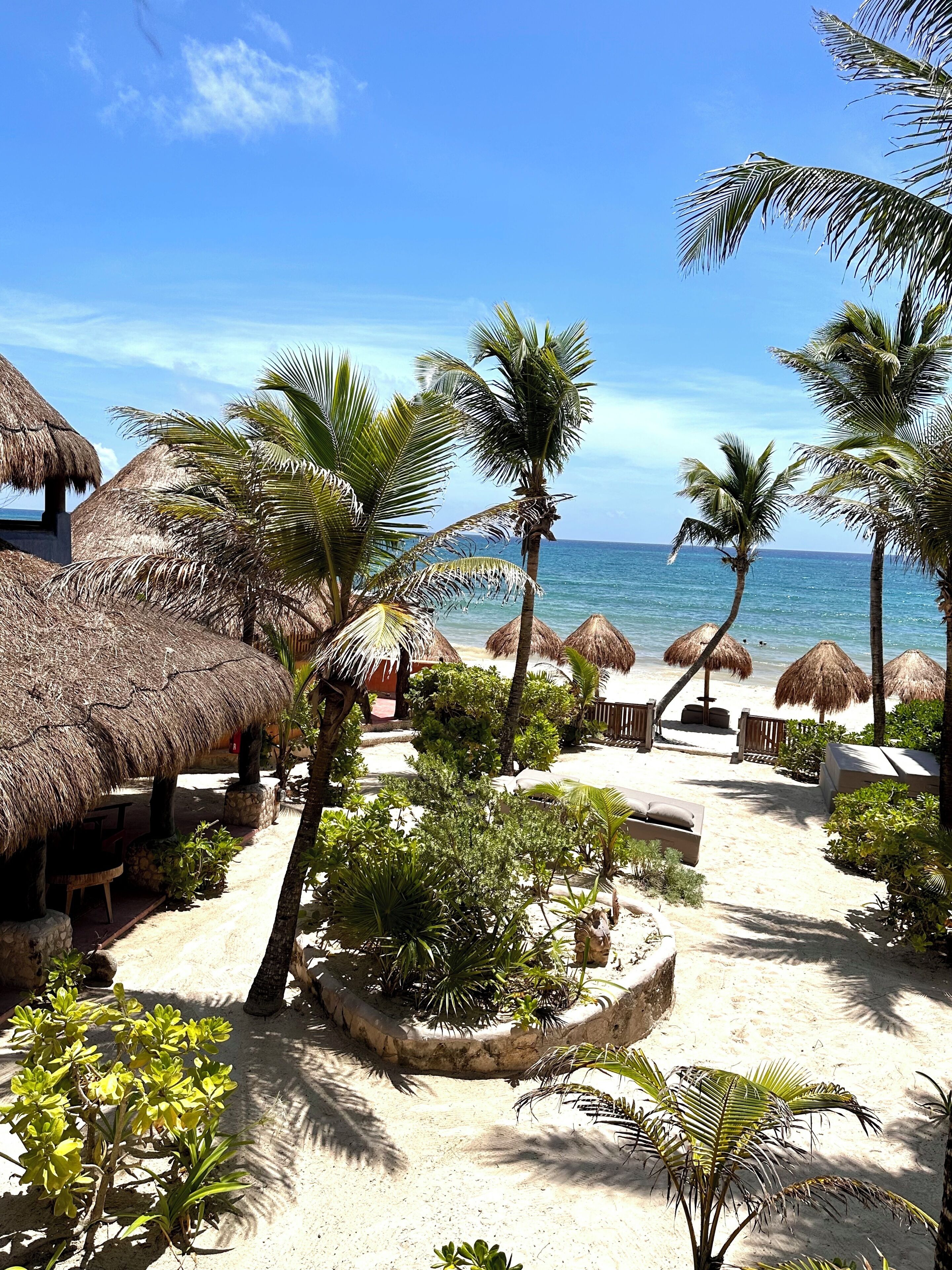A beach with thatched umbrellas, palm trees, and a sandy walkway.