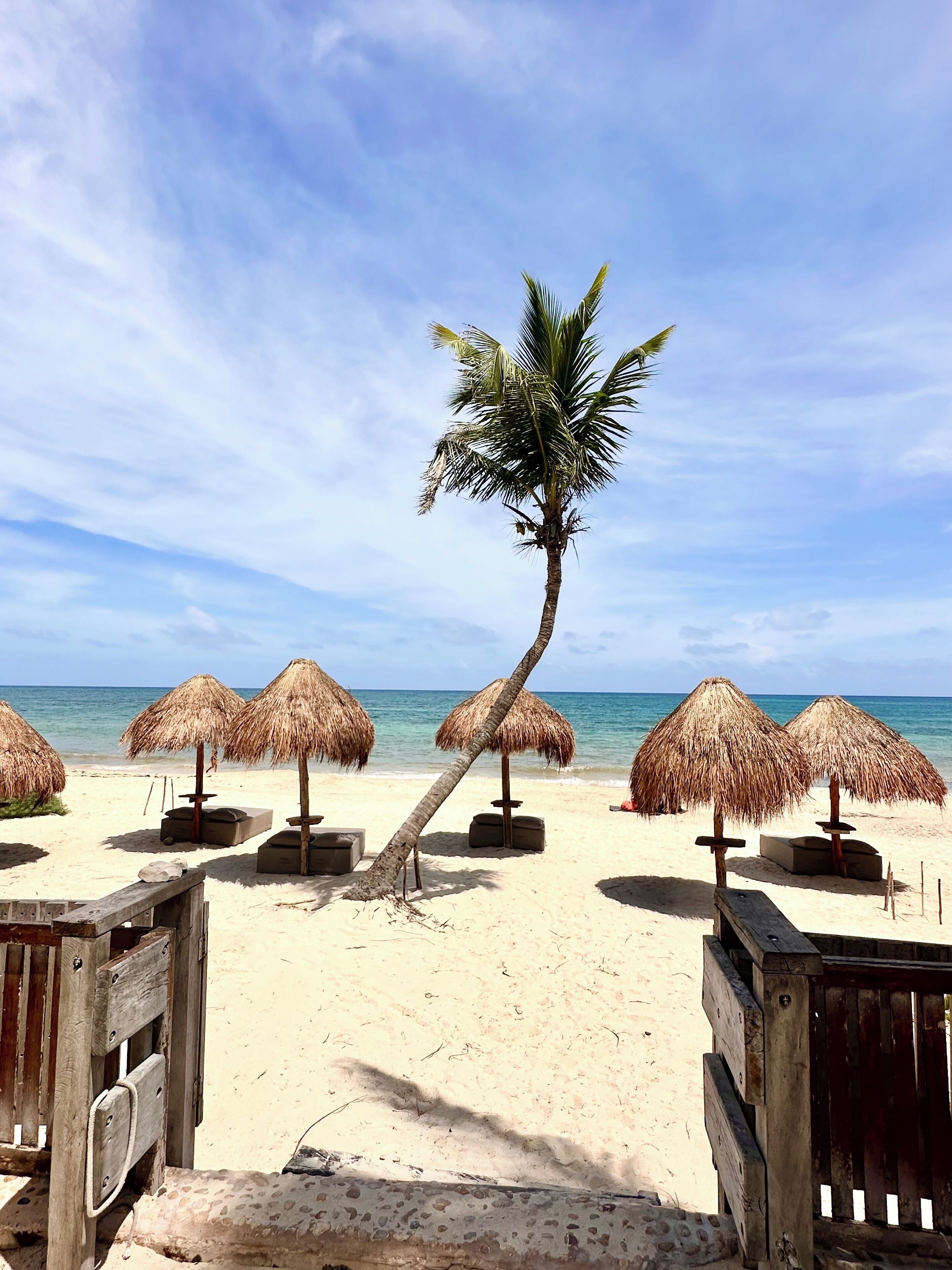 A beach with thatched umbrellas and a palm tree.