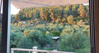 Homonatura. Sense of Native Living