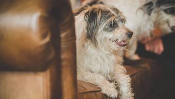 Een hond zittend op een bruine leren bank.