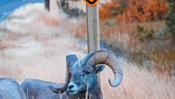 A sign with a ram silhouette, indicating a warning for a ram crossing area.