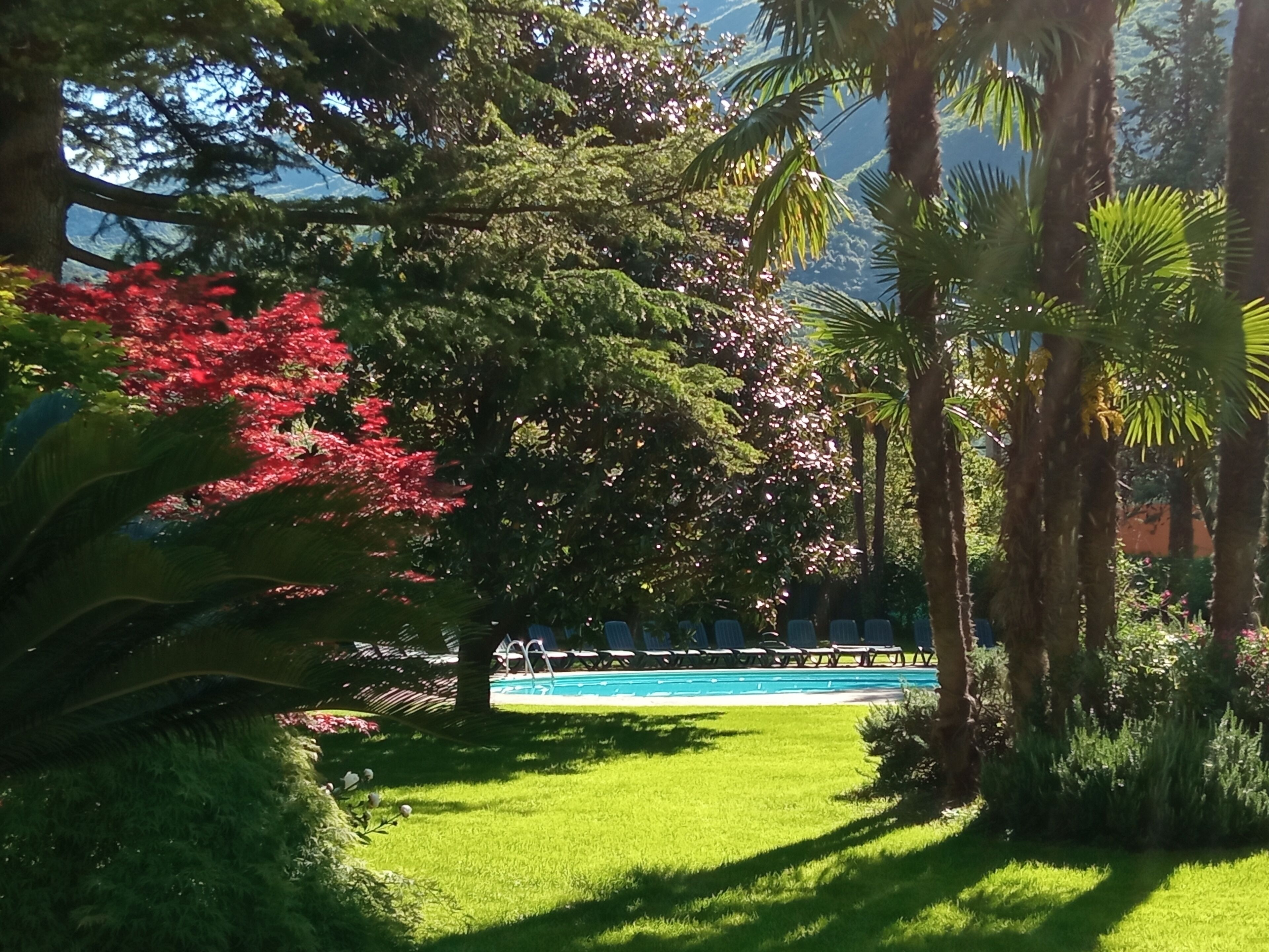 Uma área de piscina rodeada por vegetação exuberante e palmeiras.
