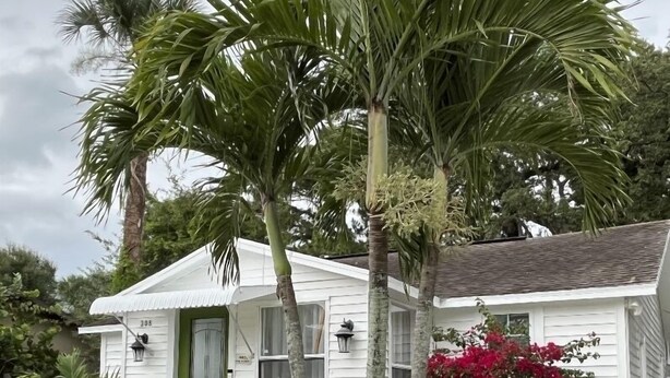 A white single-story house with a green door, surrounded by a well-maintained garden with various plants and a palm tree.
