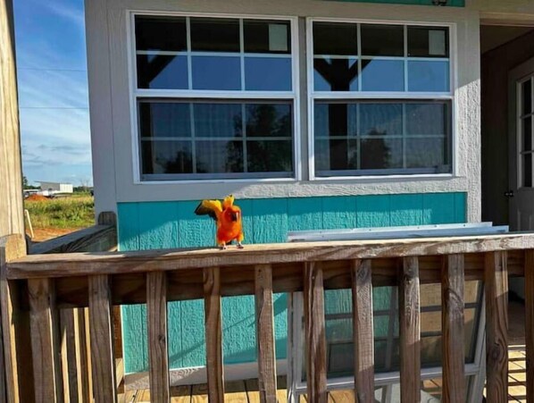 Property grounds - Funny Farm Tiny Cabin (Alexandria)