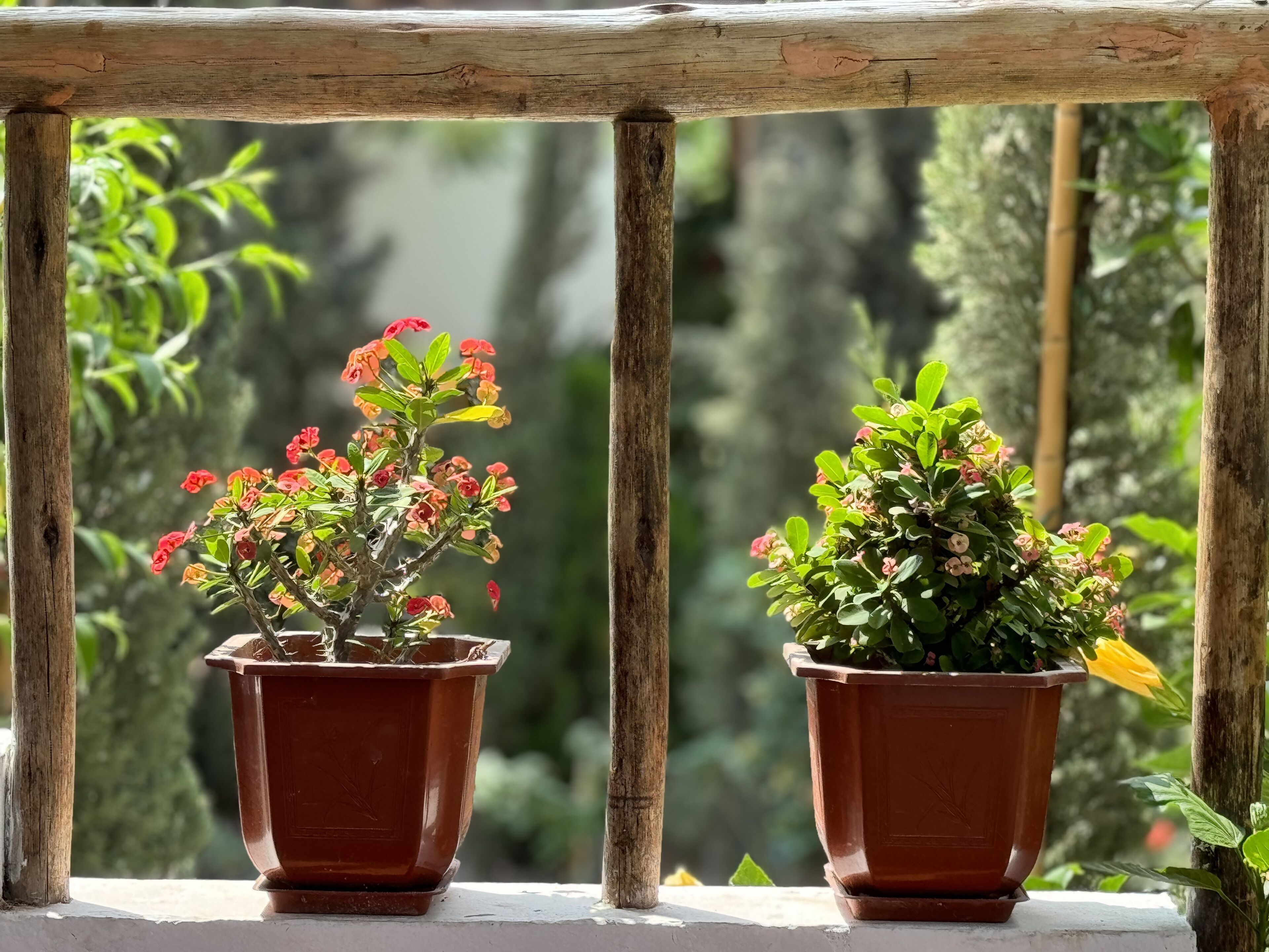 Two terracotta pots with flowering plants on a balcony railing.