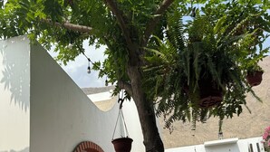Un hamac est suspendu entre deux arbres dans une cour, avec un bâtiment blanc en arrière-plan.