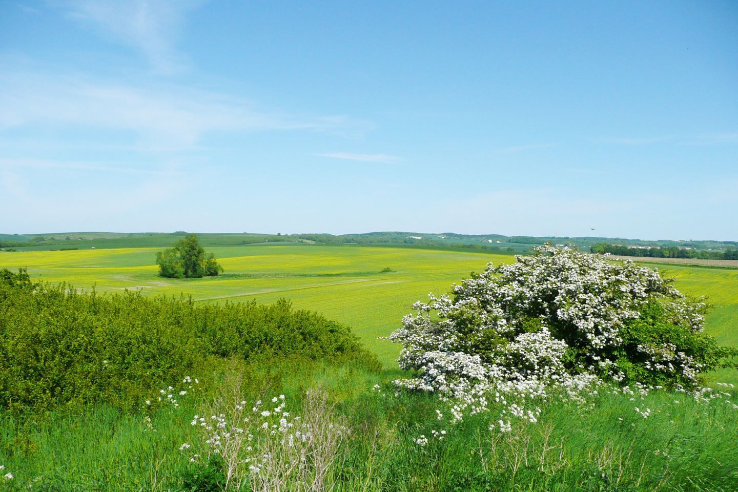 A rural landscape with green fields, a tree with white flowers, and a clear blue sky.