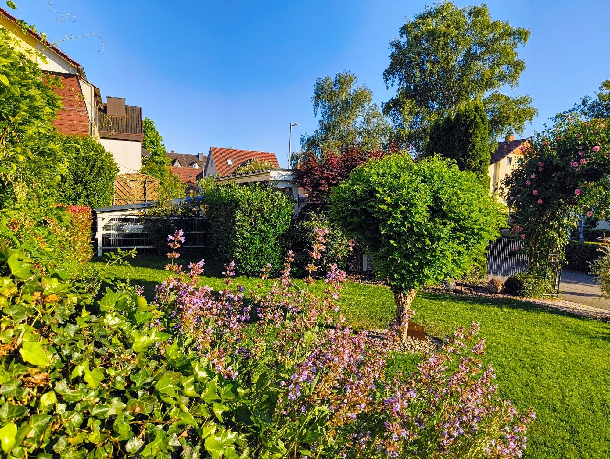 A residential garden with a lawn, a tree, and a fence.