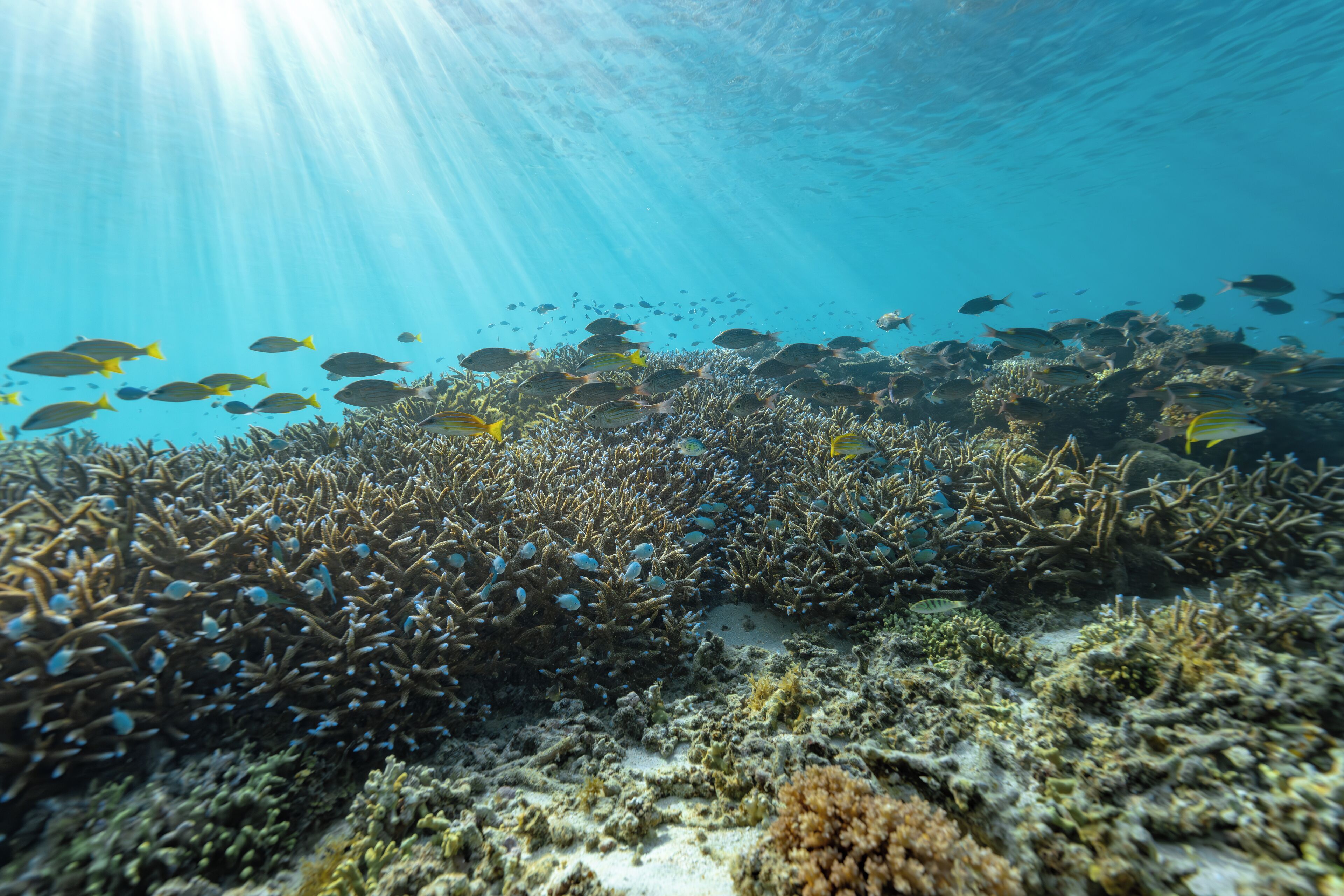 An underwater scene with a coral reef and a school of fish.