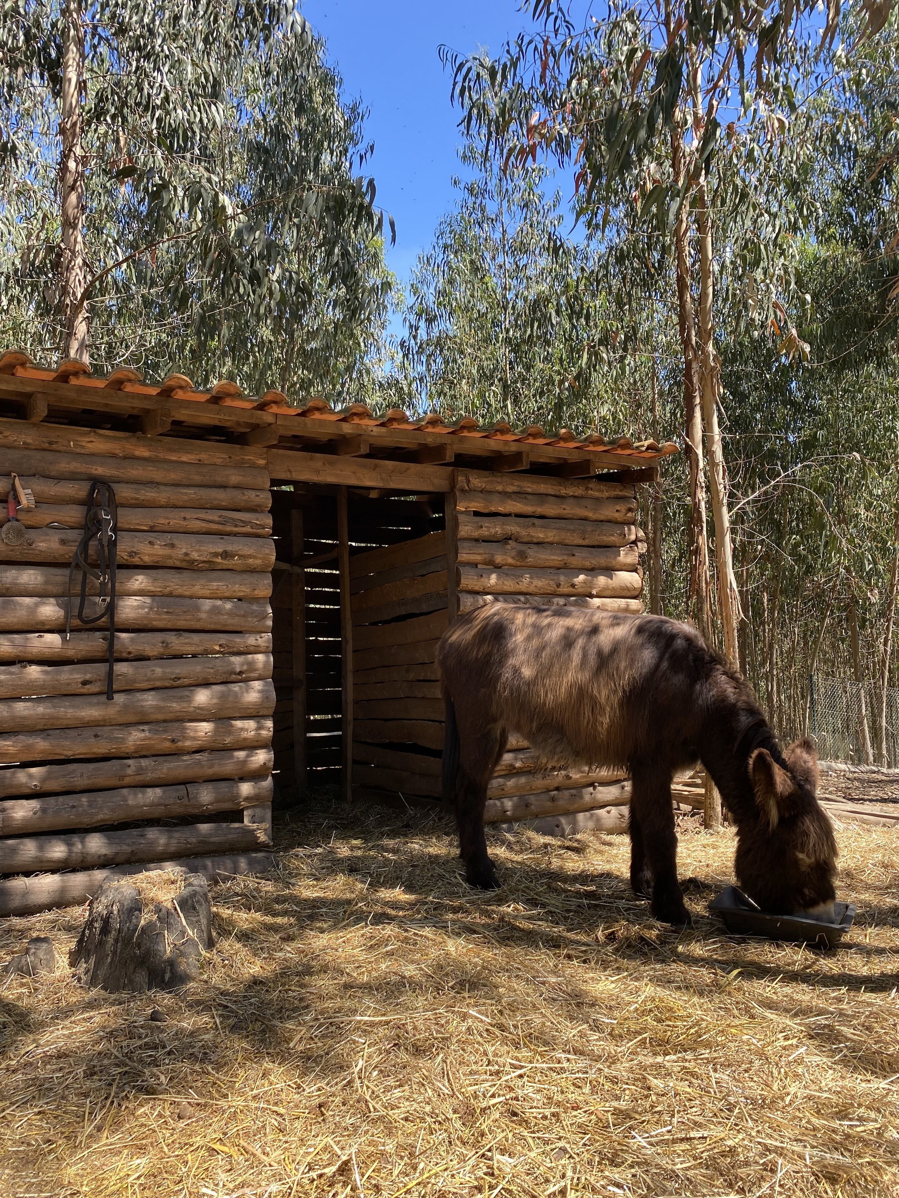 Eine rustikale Holzhütte mit geneigtem Dach und einer Tür.