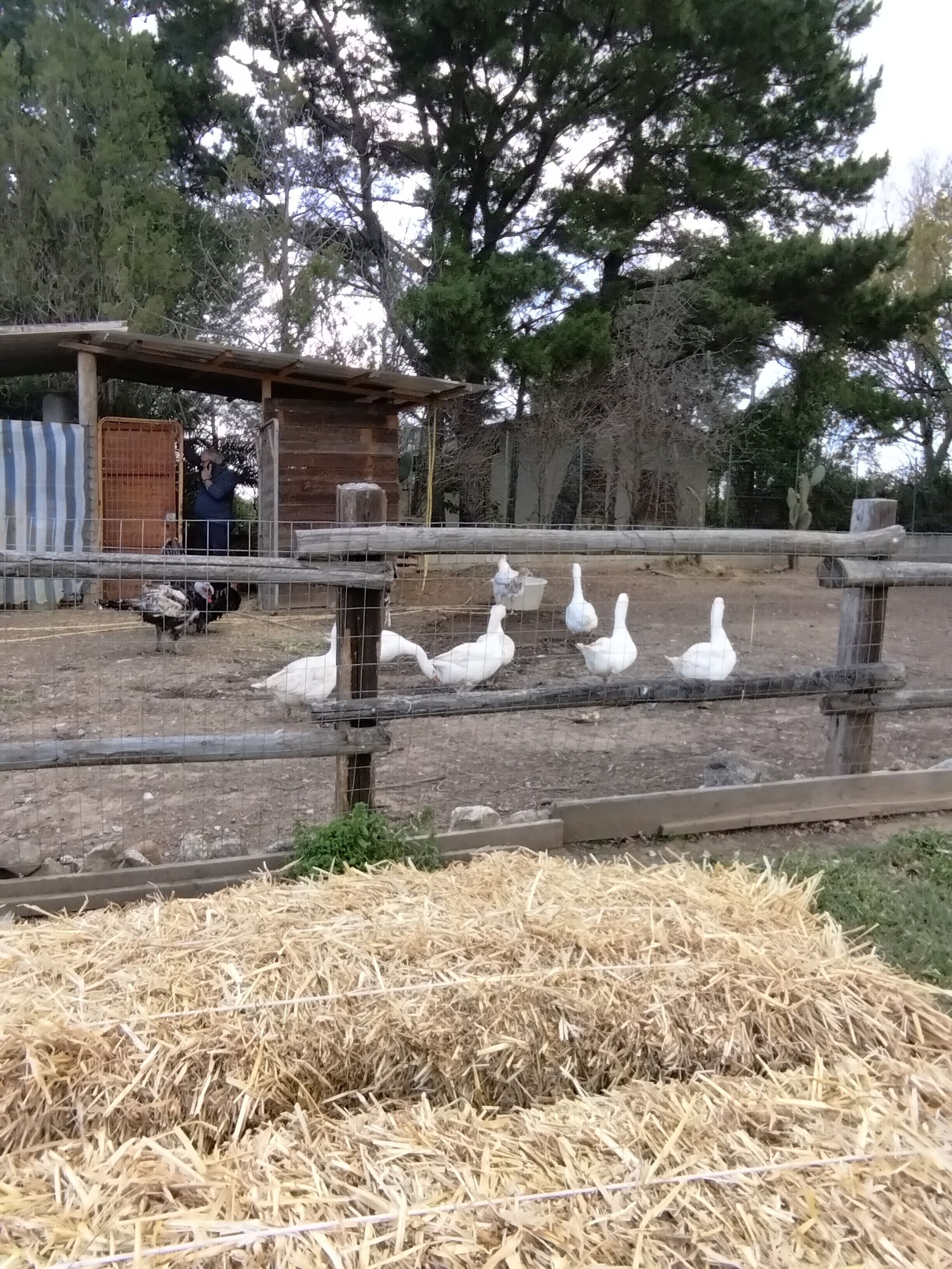 Un espace clos délimité par une clôture, avec une structure en bois, du foin et des oiseaux blancs.